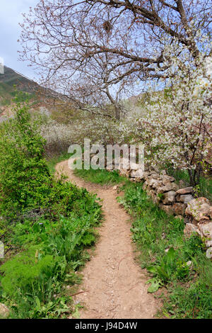 The path through trees and plants Stock Photo