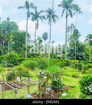 The Peradeniya Royal Botanical Garden has its own collection of medicinal plants, Kandy, Sri Lanka. Stock Photo