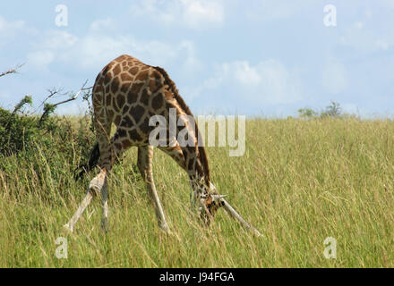 animal, africa, environment, milieu, stoop, uganda, beautiful, beauteously, Stock Photo