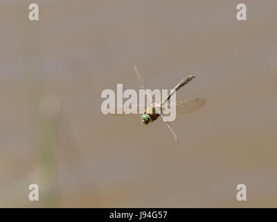 Top front view of Downy emerald dragonfly (Cordulia aenea) flying in flight Stock Photo