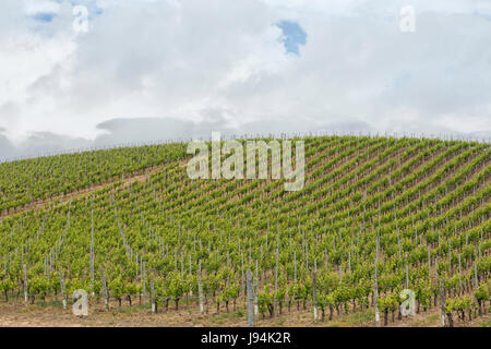 Vineyard with vermentino grapes in the north of Sardinia, Italy Stock Photo