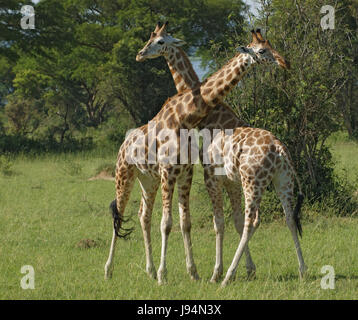 africa, giraffe, uganda, beautiful, beauteously, nice, tree, fight, animal, Stock Photo