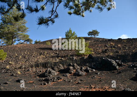 environment, enviroment, birch, beech, vegetation, mountain, vulcan, volcano, Stock Photo