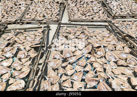 Fish laid out to dry at a fishing village in Sekinchan is called Bagan. Malaysia. Stock Photo