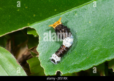 Lime Butterfly Caterpillar (Papilio demoleus malayanus), 3rd Instar, Far North Queensland, FNQ, QLD, Australia Stock Photo