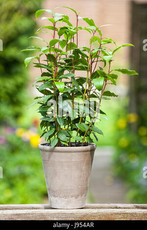 laurel bush in flower pot placed on shelf in a garden Stock Photo