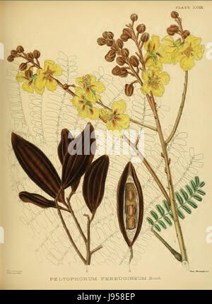 Peltophorum Pterocarpum, commonly known as the Yellow Flametree , with ...