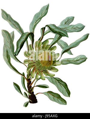 Protea acaulos (as P. glaucophylla) (Paradisus Londinensis 11)