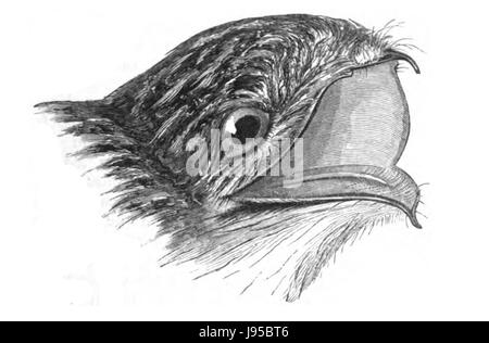 Natural History, Birds   Nyctibius jamaicensis Stock Photo