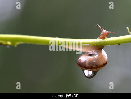 Xi'an, China's Shaanxi Province. 4th June, 2017. A snail climbs in rain at a park in Xi'an, capital of northwest China's Shaanxi Province, June 4, 2017. Credit: Zhang Shuzhong/Xinhua/Alamy Live News Stock Photo