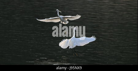 (170605) -- BEIJING, June 5, 2017 (Xinhua) -- Egrets frolic on a river in Haidian District of Beijing, capital of China, June 5, 2017. (Xinhua/Liu Xianguo) (zwx) Stock Photo