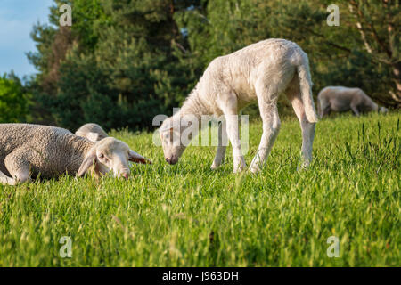 white lamb with its mother - eating grass Stock Photo
