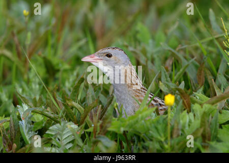 Corncrake, Corn Crake, or Landrail, Crex crex calling and skulking in long meadow grass on North Uist, Outer Hebrides Stock Photo