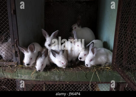 Group of small rabbits in the warren Stock Photo