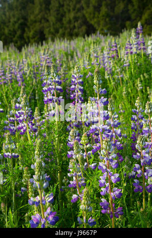 Lupine along Bald Hills Road, Redwood National Park, California Stock Photo