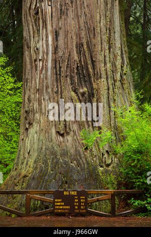 Big Tree, Prairie Creek Redwoods State Park, Redwood National Park, California Stock Photo