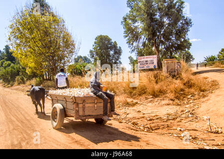 Man driving an ox cart carrying a load of maize just harvested from his field in Mphalale village, near Dedza, Malawi, Africa Stock Photo