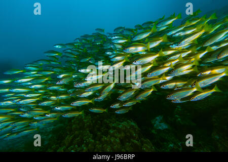 A large school of Yellowstripe scad (Selaroides leptolepis) Stock Photo