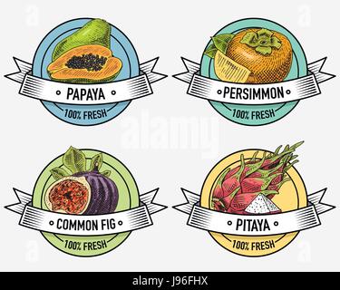 Vintage set of labels, emblems or logo for vegeterian food, fruits hand drawn or engraved. Retro farm american style Stock Vector