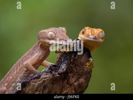 Two leaf-tailed gecko sitting on a branch. unusual perspective. Madagascar. Stock Photo