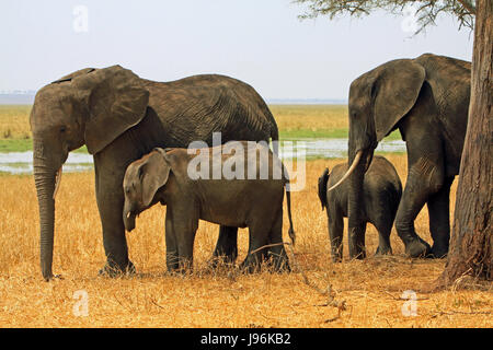 Elephant family in Taranguire National Park Stock Photo