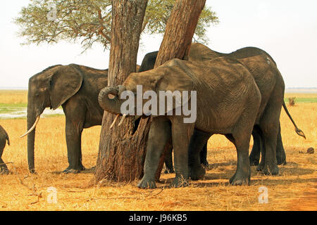 Elephant family in Taranguire National Park Stock Photo