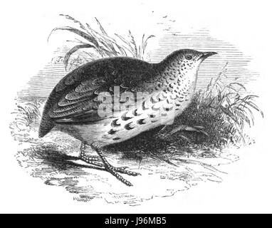 Natural History, Birds   Turnix Stock Photo