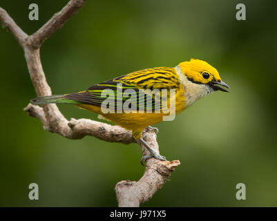 Silver-throated Tanager perched on a branch Stock Photo