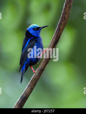 Male Red-legged Honeycreeper perched on a branch Stock Photo