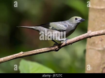 Palm Tanager perched on a branch Stock Photo