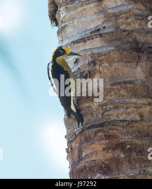 Golden-naped Woodpecker, Female clinging to a tree Stock Photo
