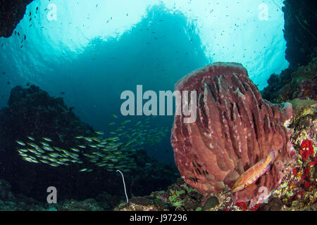 A lone red grouper (Epinephelus morio) swimming in front of giant barrel sponge (Xestospongia muta) in Andaman Sea, Thailand Stock Photo