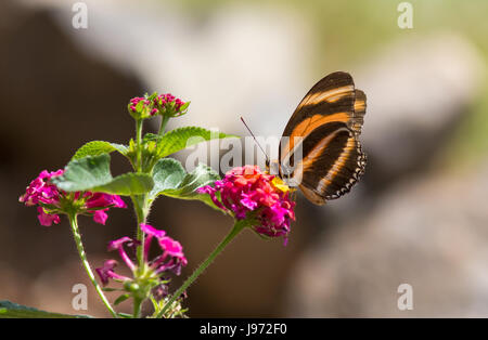 Banded Orange Butterfly eating nectar from a butterfly bush Stock Photo