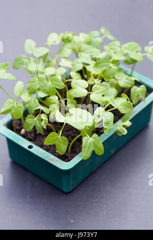 Ipomoea seedlings ready for pricking out. Stock Photo