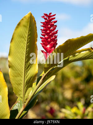 Red Ginger Plant Hawaiian Stock Photo