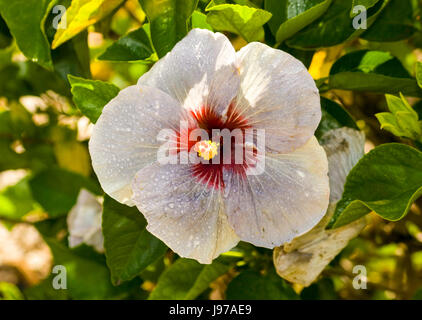 Hibiscus White/Red Hawaiian Stock Photo