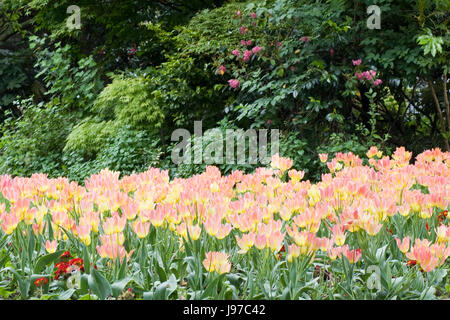 decorative Tulips in a flowering boarder Stock Photo