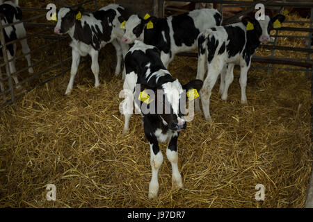 I month old Holstein Friesian calves in the sheds. Stock Photo