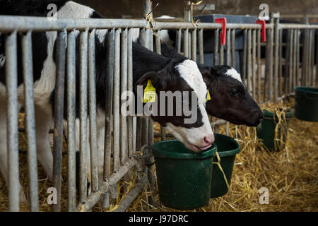 I month old Holstein Friesian calves in the sheds. Stock Photo