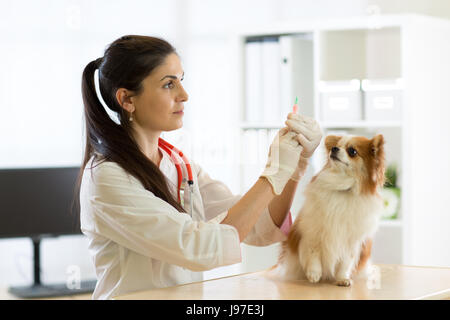 young vet doctor giving vaccination injection to pet dog Stock Photo