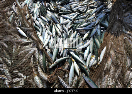 Chub mackerel (Scomber japonicus) and nets. Areão beach, Portugal Stock Photo