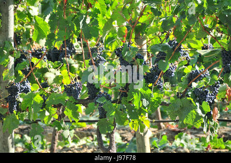 Vineyards in Azeitão. Portugal Stock Photo