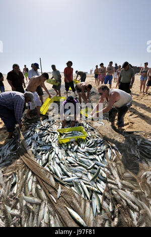 Choosing the fish they have catched, on the beach. Areão, Vagos. Portugal Stock Photo