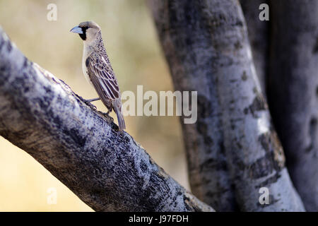 Bird at Quiver Tree Forest rest Camp, Keetmanshoop, NAmibia. Stock Photo