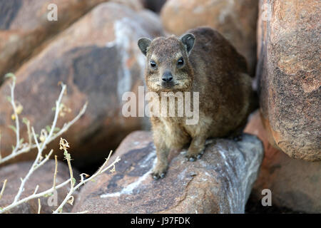 Dassie rat, Quiver tree forest, Keetmanshoop, Namibia. Stock Photo