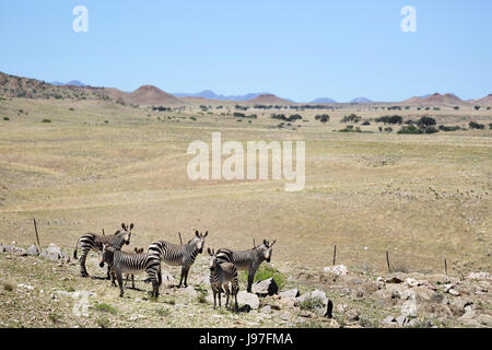 A group of zebras standing in front of a scenic view, Namibia. Stock Photo