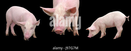 Funny little piglets, standing in full length, isolated against the black colored background Stock Photo