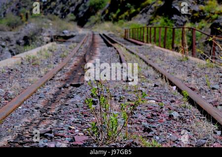 An intrepid little plant revives in the middle of the train tracks Stock Photo