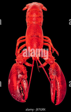 Bright red lobster, in full size, isolated against the black colored background Stock Photo