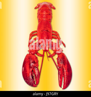 Bright red lobster, in full size, isolated against the golden colored background Stock Photo